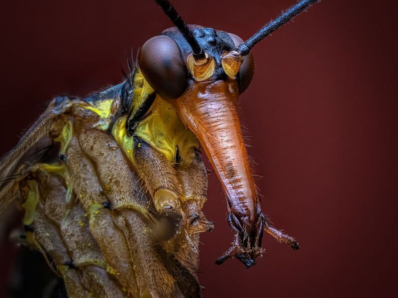 Скорпионница.photo preview