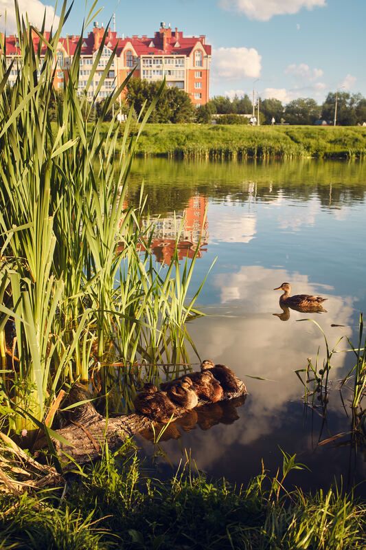 Мама бдитphoto preview