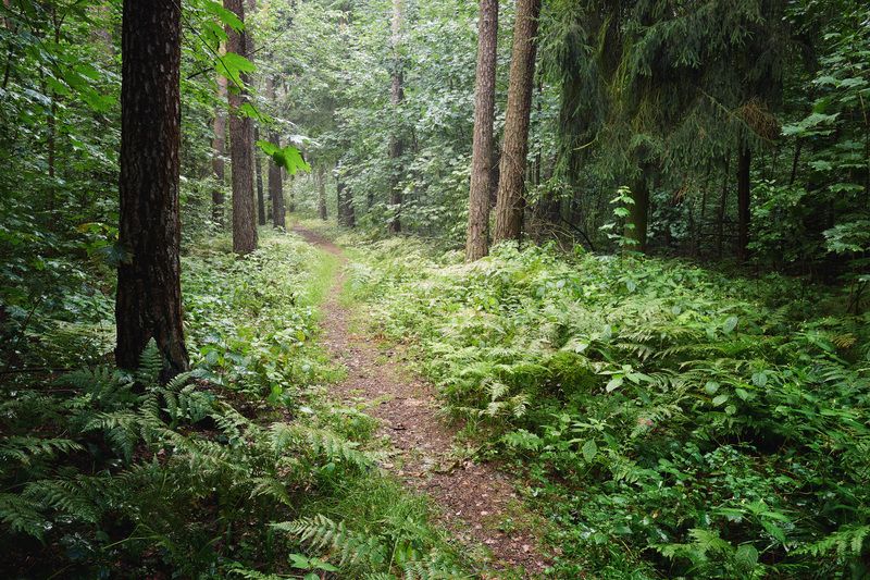 лес, деревья, листва, свет После летнего дождяphoto preview