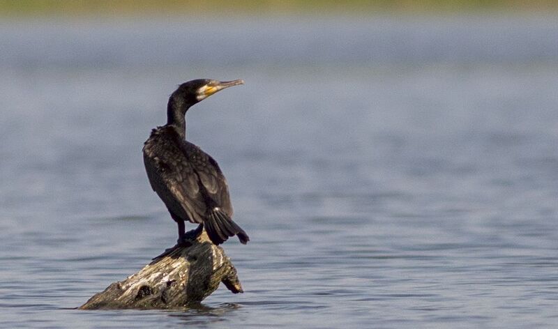 Баклан.photo preview