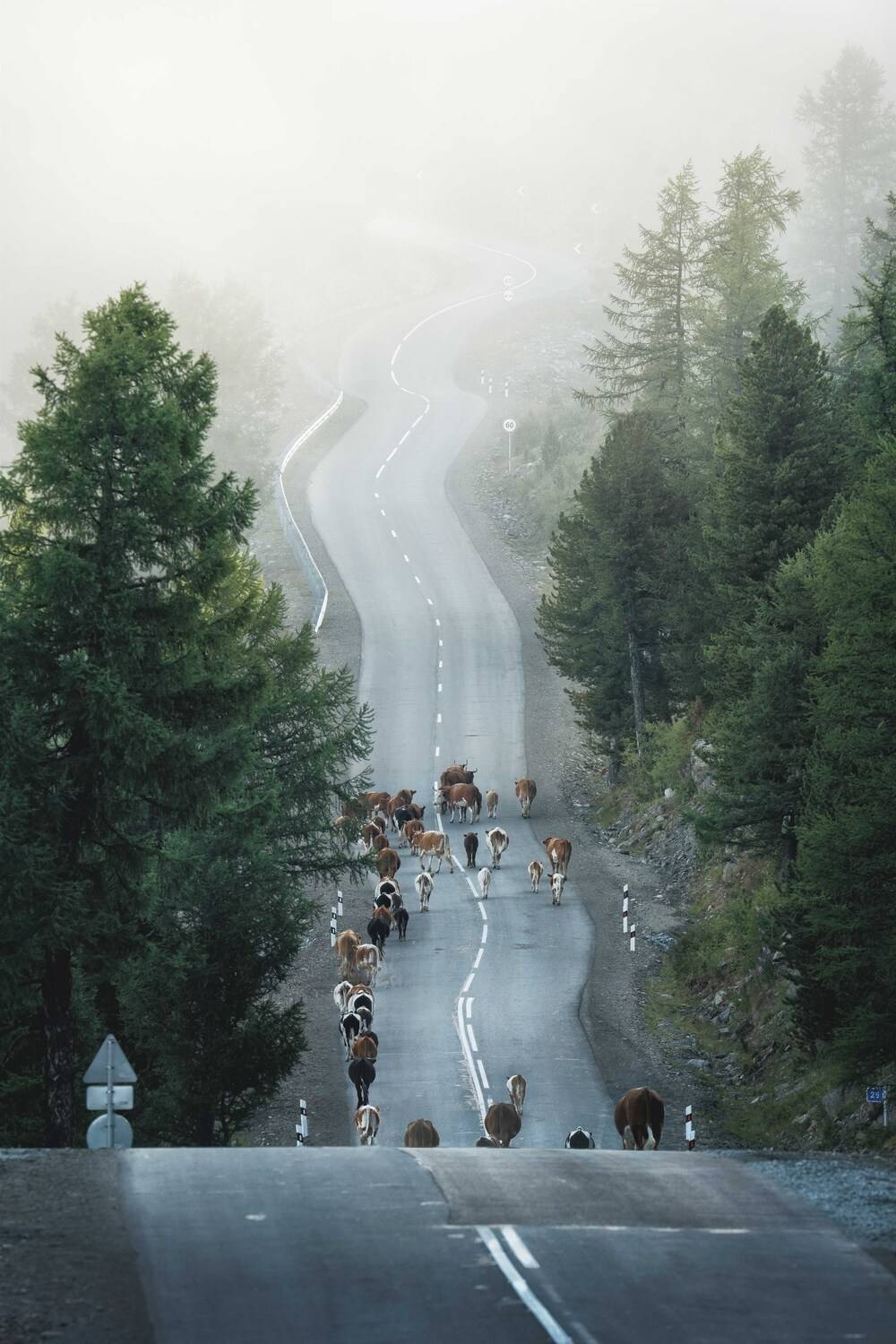 Стадо уходит в небо… The herd goes to the sky.... Автор: Евгений Важенин , Евгений Важенин