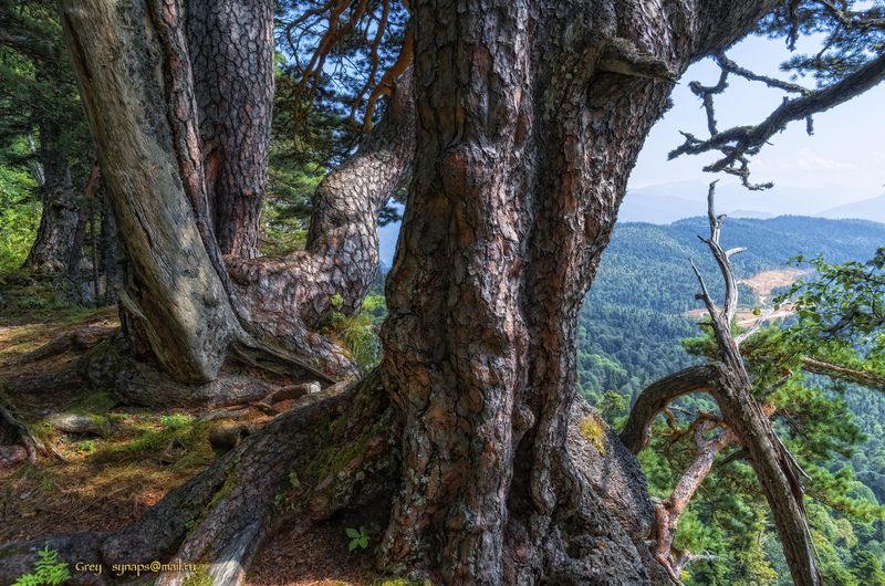 сосны патриарх горы лагонаки лес Хранителиphoto preview