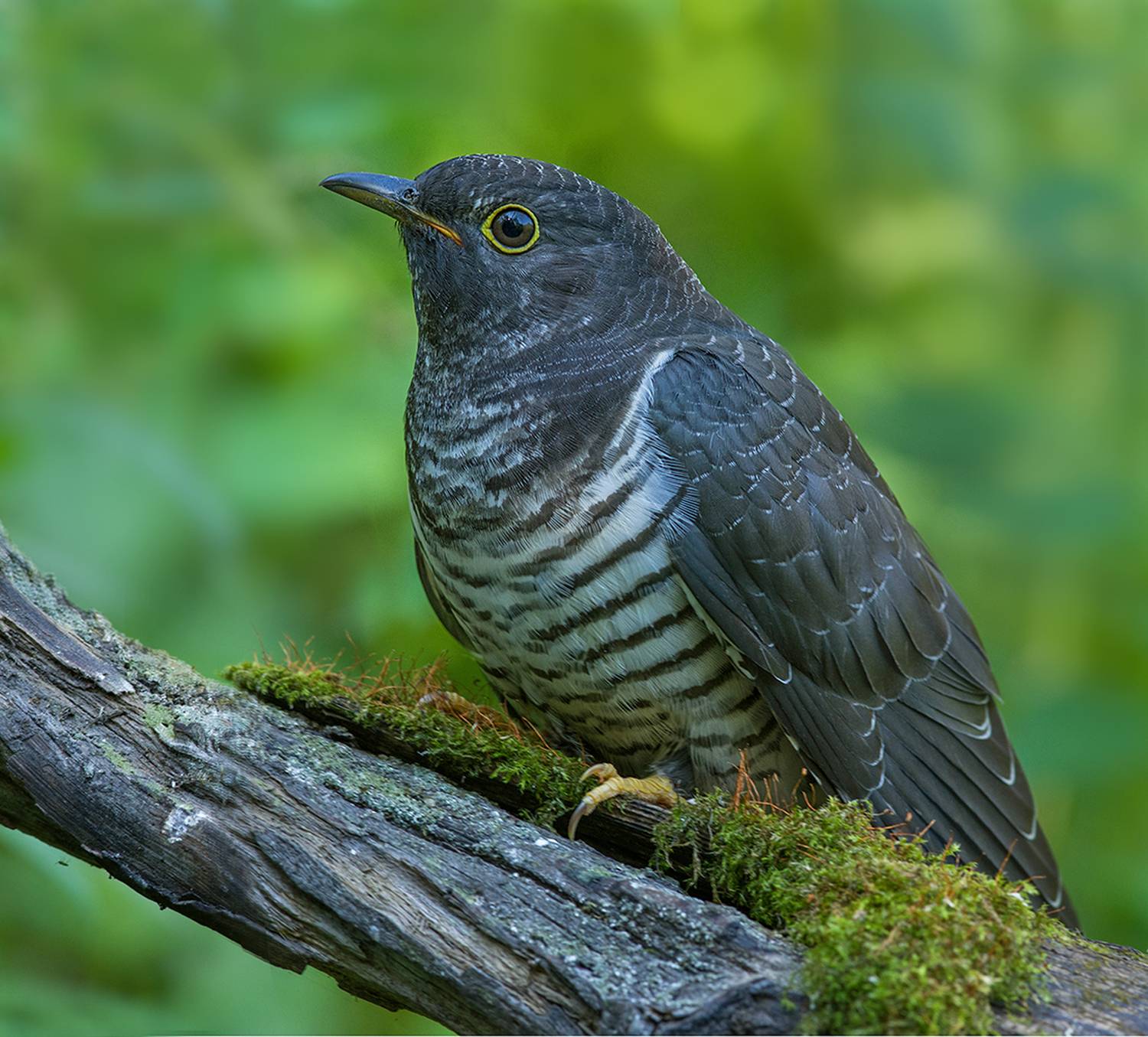 Портрет молодой кукушки. Автор: Иван кукушка,молодая,сидит,август, Иван