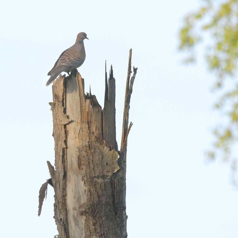 Горлицаphoto preview