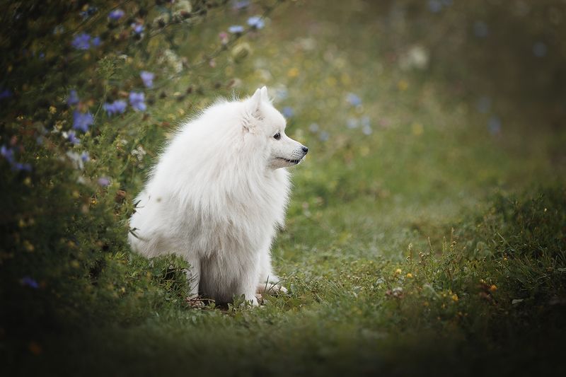 ОБлачкоphoto preview