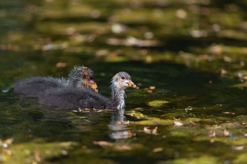 лысуха, птица, птицы, лето, лес, природа, фотоохота, санкт-петербург, петербург, спб Лысушатаphoto preview