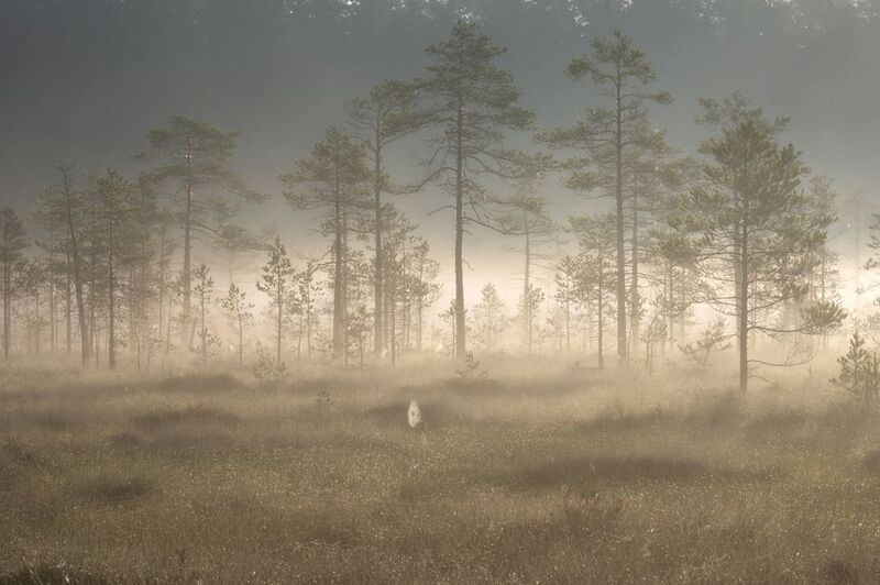 болото, ленинградская область Утро, туман, болотоphoto preview