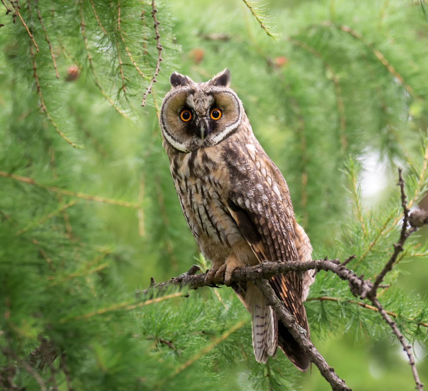 птица, соваушастая,, Мочалова Марина