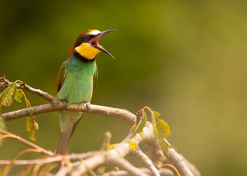 Bee-eater фото превью