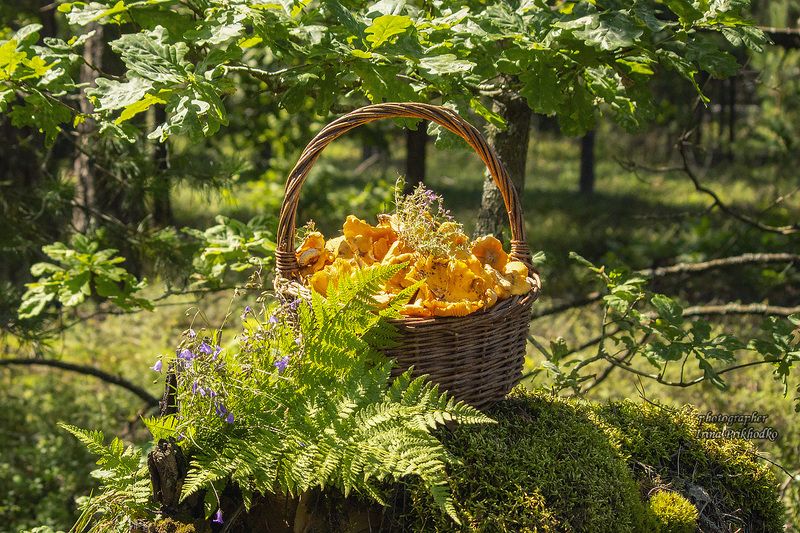 натюрморт, лисички, грибы, лес, лето, лесные зарисовки В лес за лисичкамиphoto preview