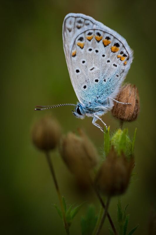 Светлым пятнышком....photo preview