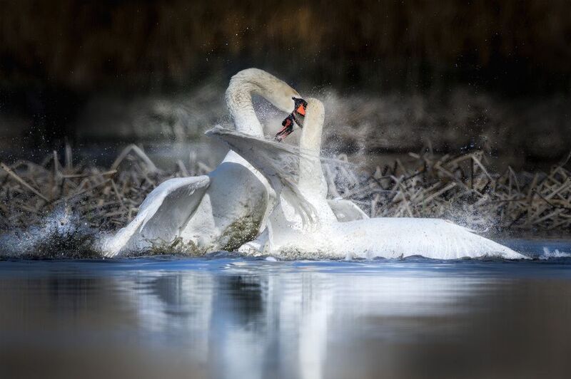 птицы,birdwatching, birds, природа, лебедь Битва лебедейphoto preview