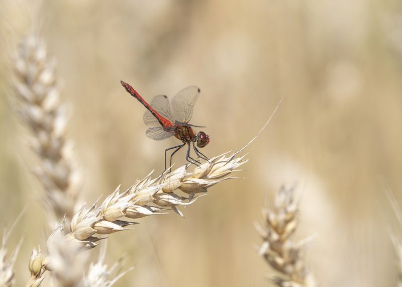 стрекоза ,природа, лето, пшеница В поляхphoto preview