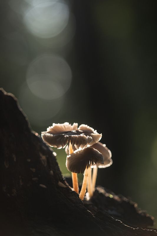 В тёмном лесуphoto preview