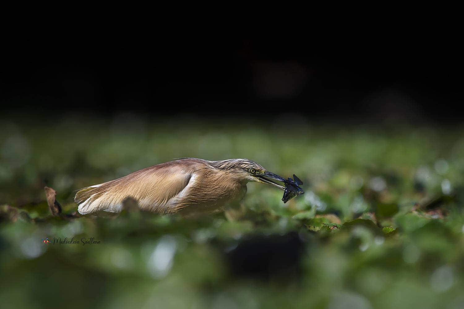 Ловись рыбка.. Автор: Медведева Светлана птица, цапля, жёлтая цапля, фотоохота, природа, Медведева Светлана
