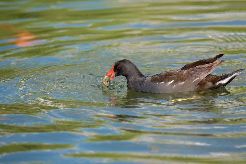 *Камышницаphoto preview