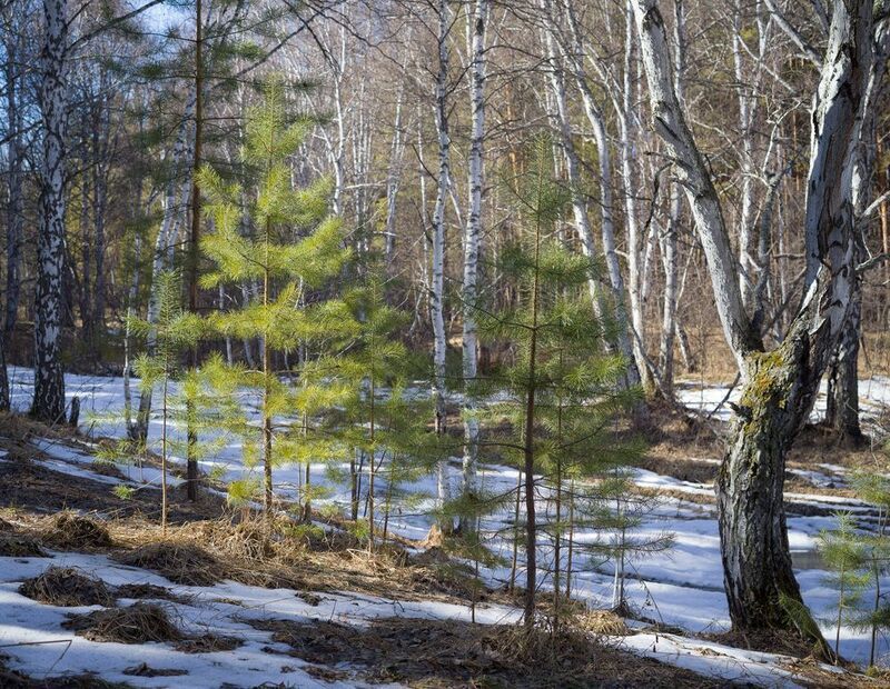 просыпающийся лесphoto preview