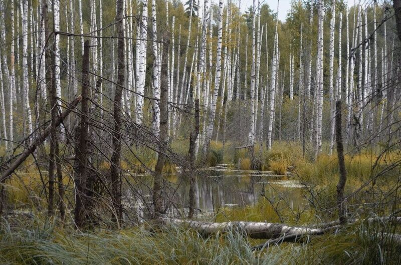 На болотах.....photo preview