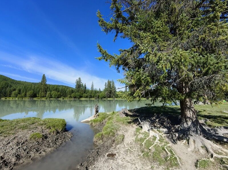 природа,алтай.река аргут,деревья,лиственница Старая лиственницаphoto preview