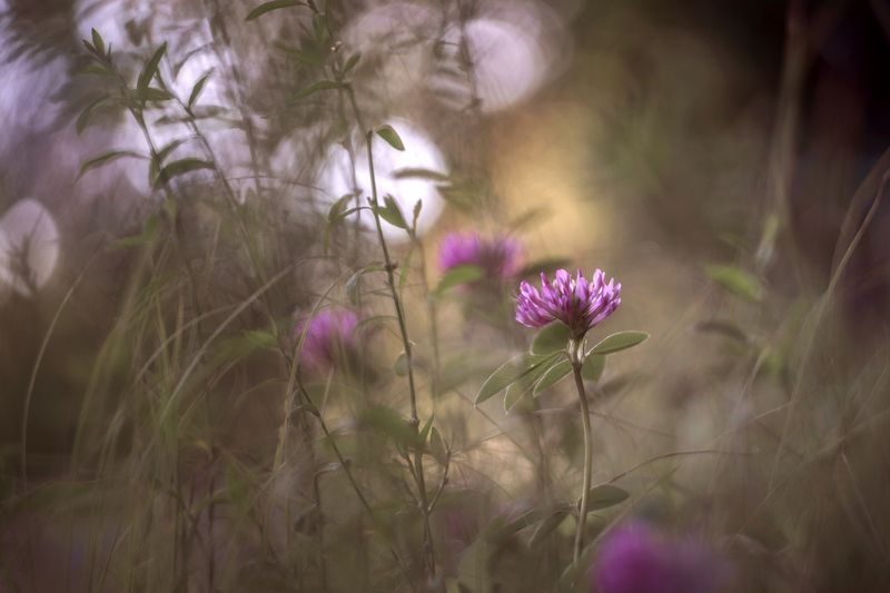 клевер, растение, природа, боке, гелиос Клевер фото превью