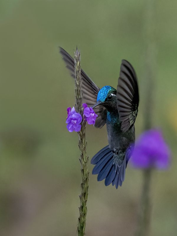 Purple-throated Mountain-gemphoto preview