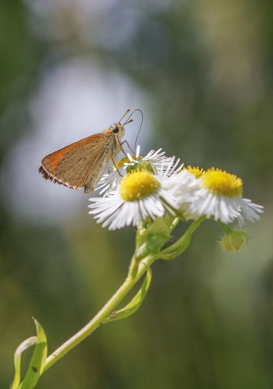 Толстоголовкаphoto preview