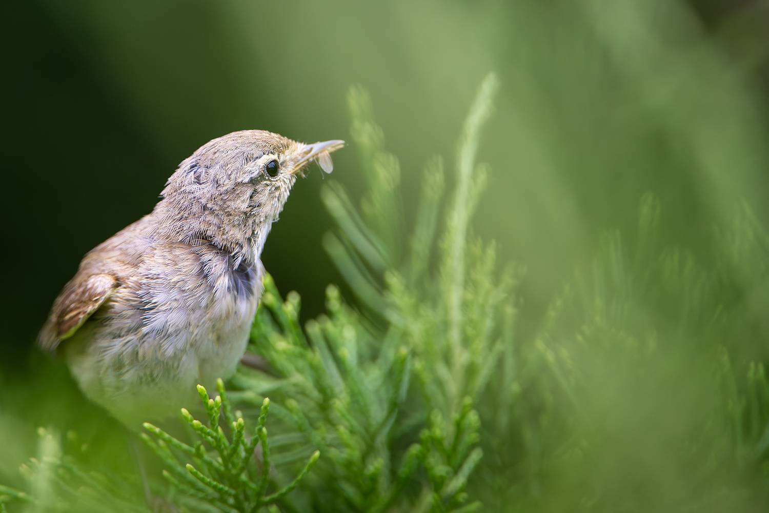 , Молодкин Дмитрий
