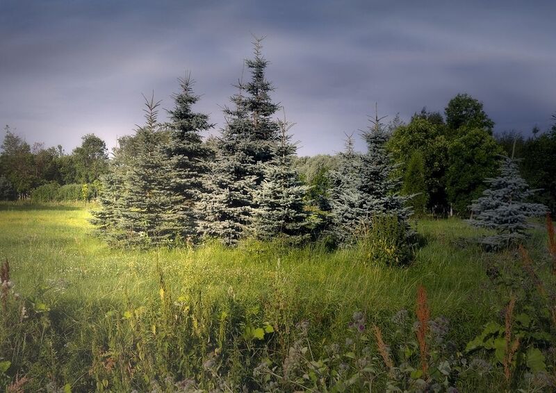 пейзаж, природа, лето, ёлки, небо, светотени Летние мотивыphoto preview