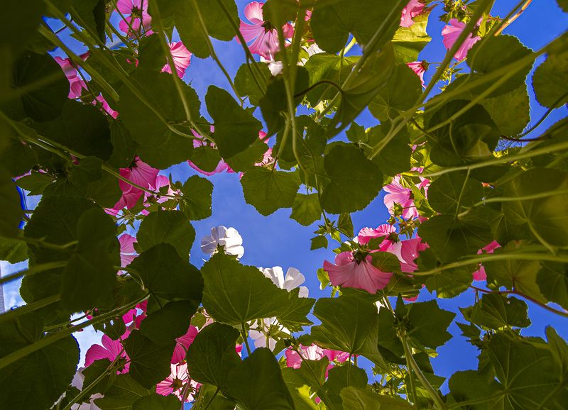 Под небом голубым 2. фото превью