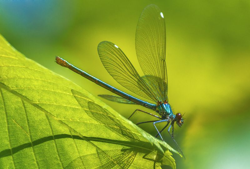 Стрекозка.photo preview