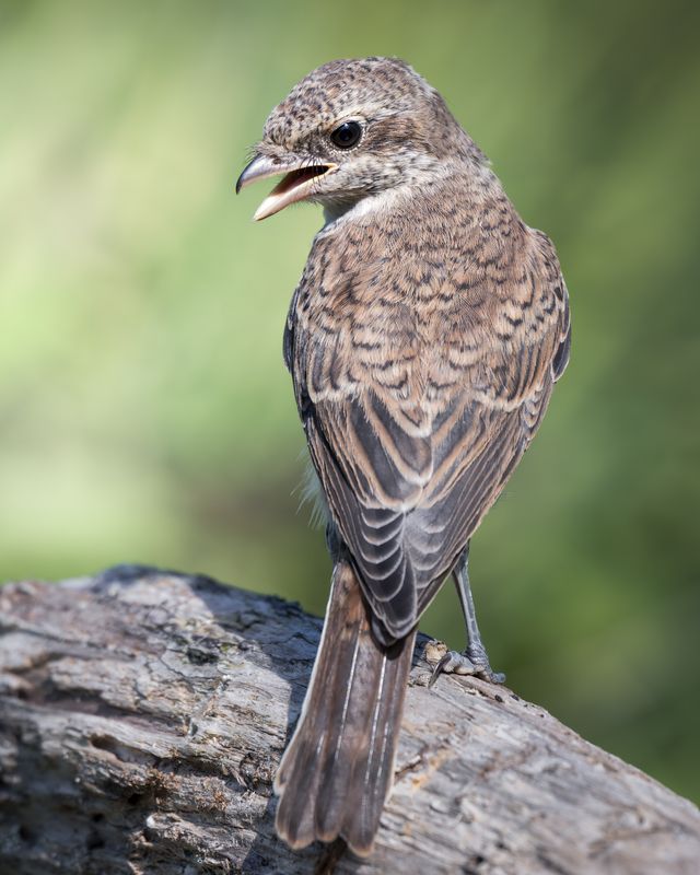 Сорокопут-жулан (Lanius collurio) photo preview