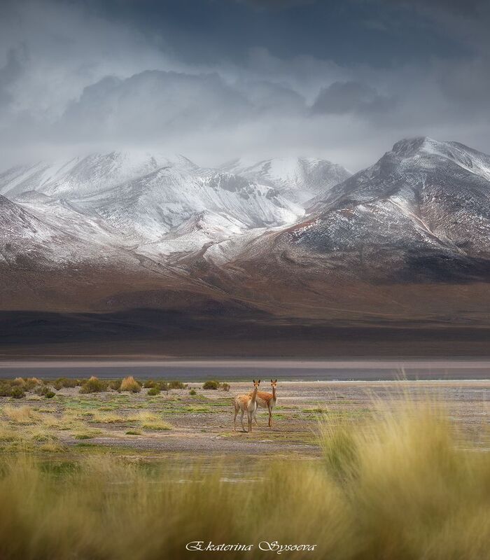 Боливийское альтипланоphoto preview