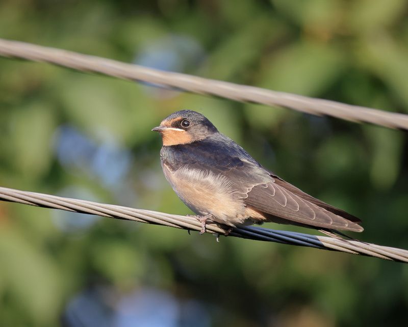 птицы, природа, фотоохота, ласточки Деревенская ласточка фото превью