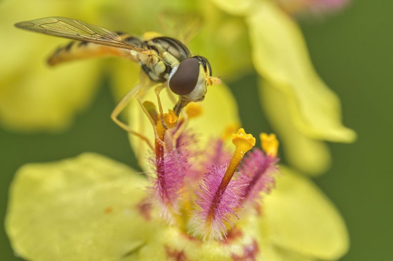 Hoverfly on the dark mulleinphoto preview