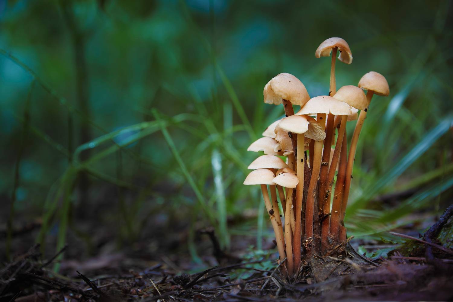 грибы, Валерий Вождаев