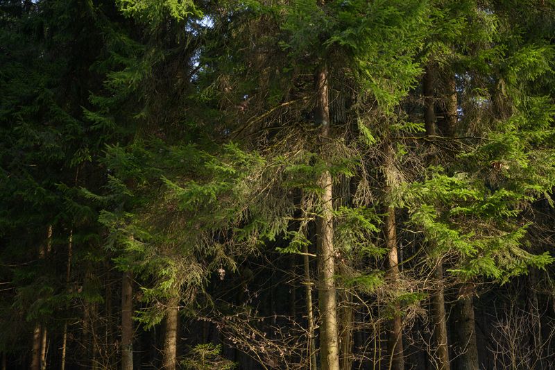 forest, tree, light, foliage, sunlight, spruce, morning, fir, shadow ***photo preview