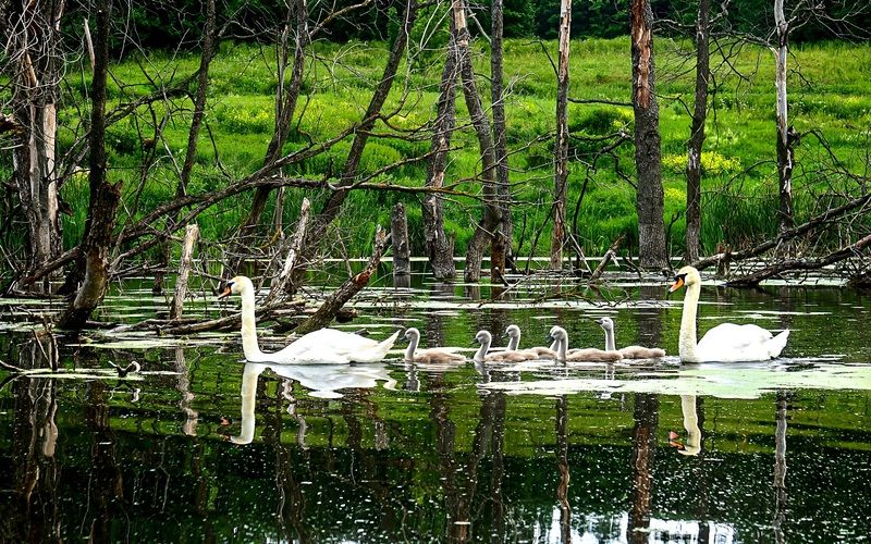 ... фото превью