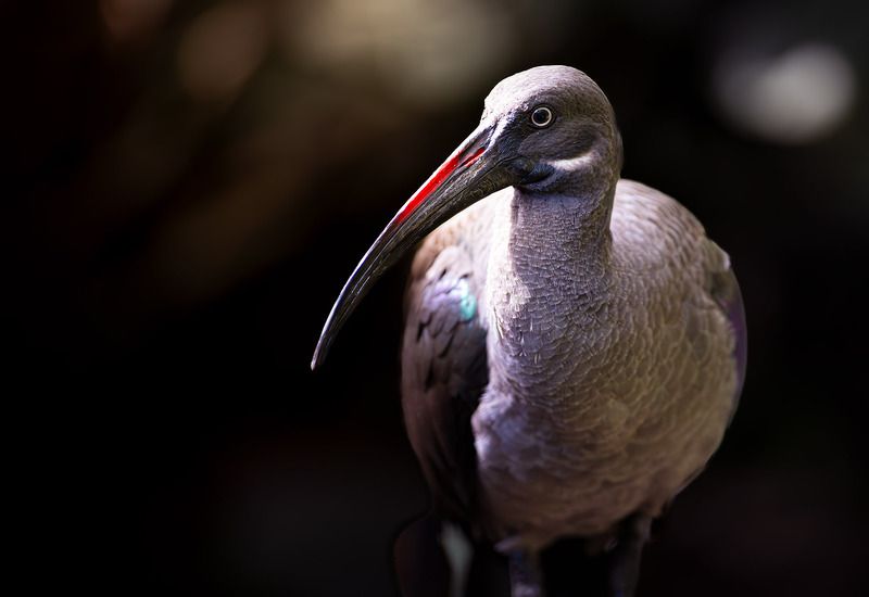 Hadada Ibis, bird, africa, long beak Hadada Ibisphoto preview