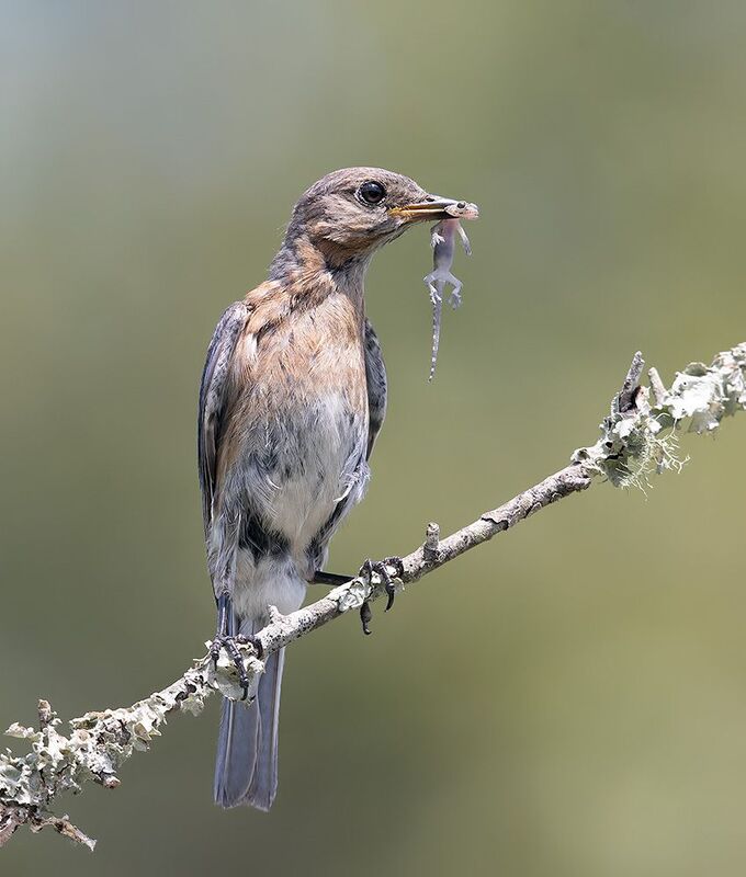 восточная сиалия, eastern bluebird,bluebird Eastern Bluebird female catches Lizard -  cамка, Восточная сиалияphoto preview