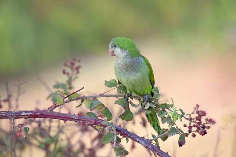 *Ягода малина...photo preview