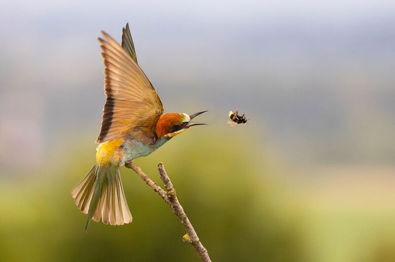 Bee-eater фото превью