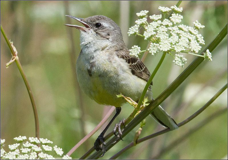 москва, парк, птица *photo preview