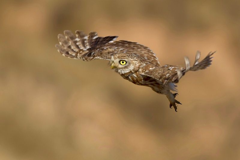 Little owl  фото превью