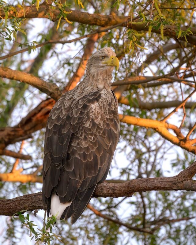 птицы, полёт, природа, орлан, белохвост, хищник, birdwatching, birds Орлан на деревеphoto preview