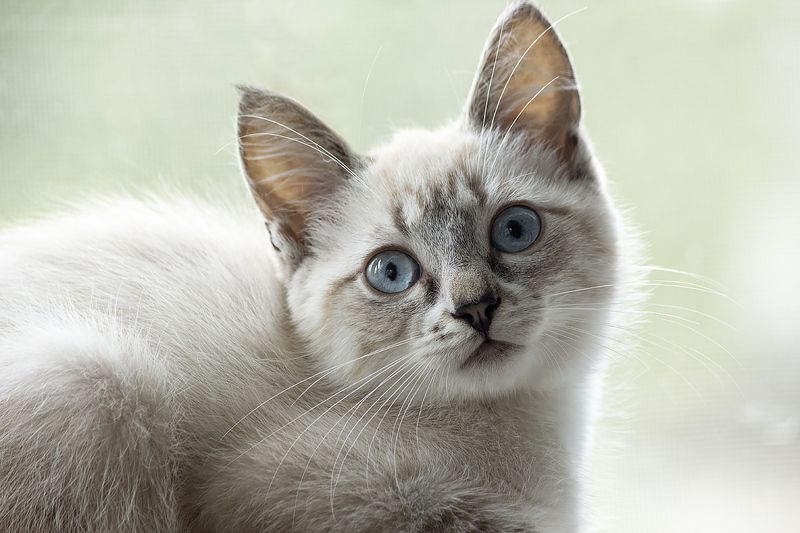 котенок, голубые глазки, охос азулес, кошки, домашние животные, котомодель Моя новая маленькая котомодель Айсphoto preview