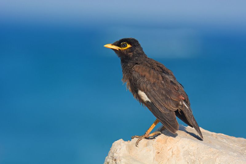 *Над равниною морской...photo preview