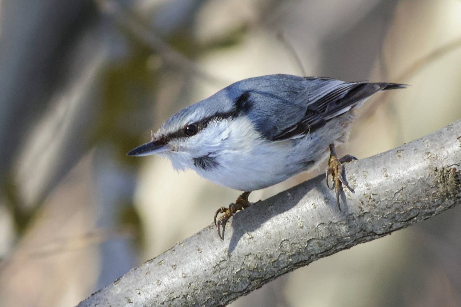 поползень, обыкновенный поползень, ямщик, sitta europaea, КарОл