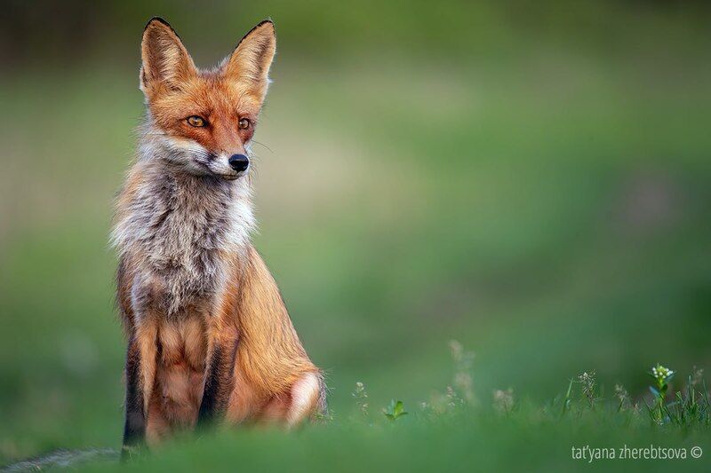 Мамашкаphoto preview