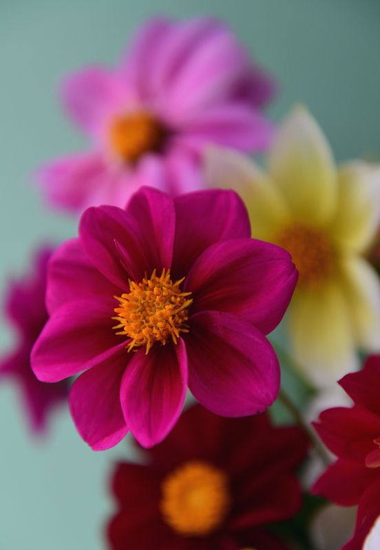 Цвета цветовphoto preview