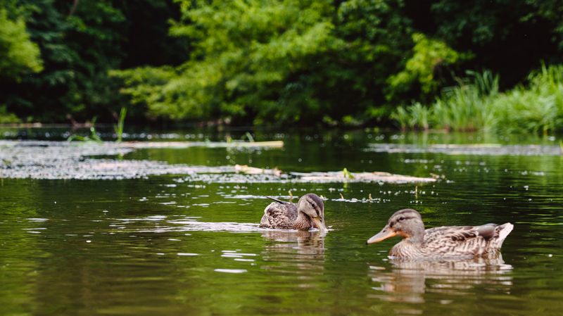 Уткиphoto preview